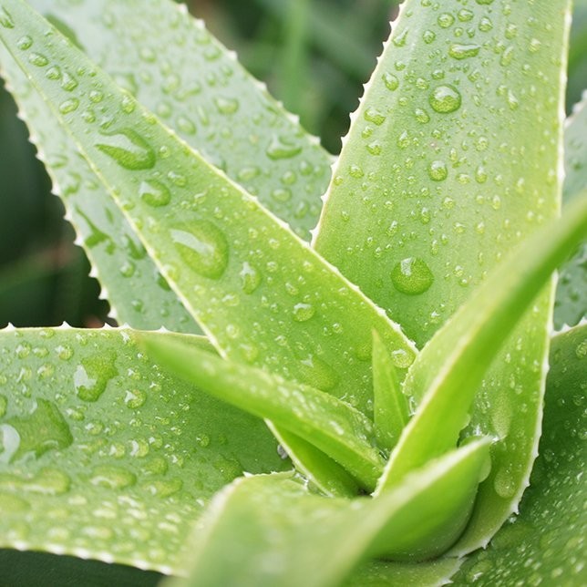 Les bienfaits de l'aloe vera